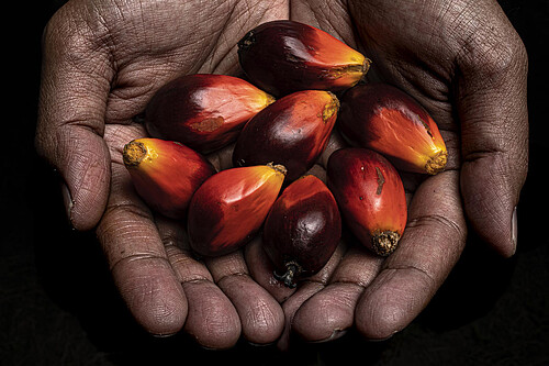 RSPO-sustainable-palm-oil-njsc