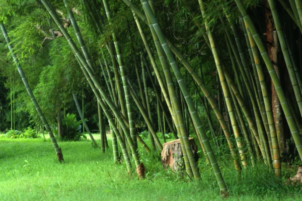 bamboo products njsc