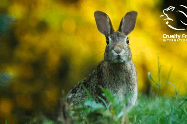 leaping-bunny-vegan-animal-njsc
